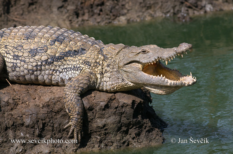 Photo of krokodýl nilský Crocodylus niloticus Nile Crocodile Nilekrokodil