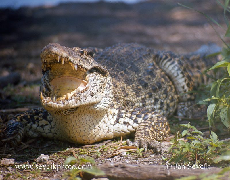 Photo of  krokodýl kubánský Cuban Crocodile Crocodylus rhombifer