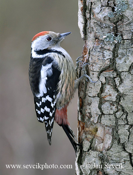 Photo of strakapoud prostřední, Middle Spotted Woodpecker Dendrocopos medius