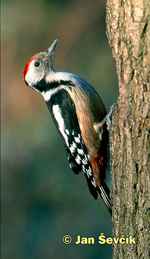 Photo of strakapoud prostřední, Middle Spotted Woodpecker, Dendrocopos medius.