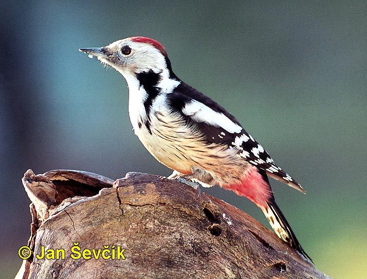 Photo of strakapoud prostřední, Middle Spotted Woodpecker, Dendrocopos medius.