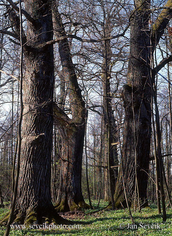 Photo of tvrdý luh oak forest Třeboňsko Stará řeka
