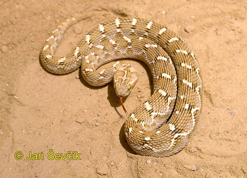 Photo of  zmije paví  Echis carinatus Efa Sandrasselotter Saw-scaled viper