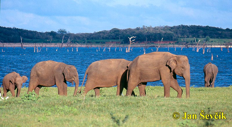 Photo of  slon indický, Elephas maximus, Asian Elephant, Asiatische Elefant