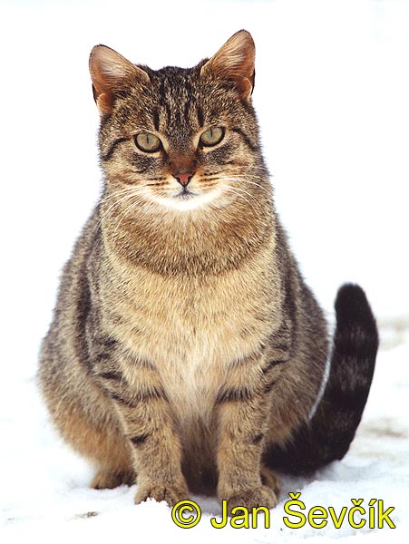 Photo of kočka domácí Felis catus house cat katze