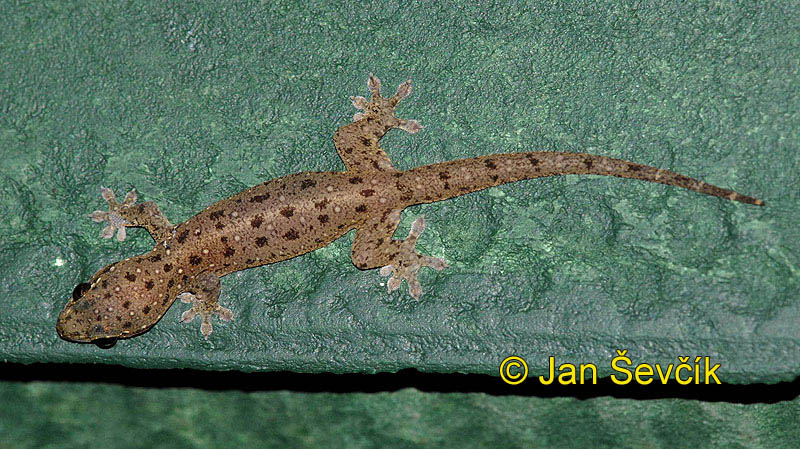 Photo of gekon Gehyra mutilata Four-clawed Gecko Sri Lanka Haus Gecko