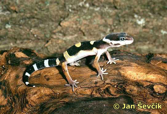 Photo of gekončík noční, Leopard Gecko, Leopardgecko, Eublepharis macularius