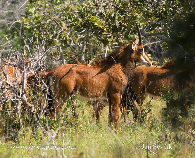 Photo of antilopa vraná Hippotragus niger Sable Antilope Rappenantilope