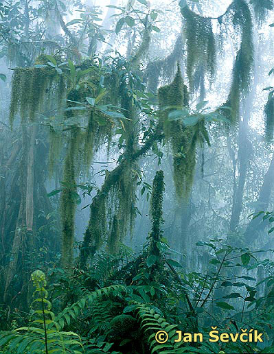 Photo of horský mlžný les Bali, mountains rain forest, Bali.