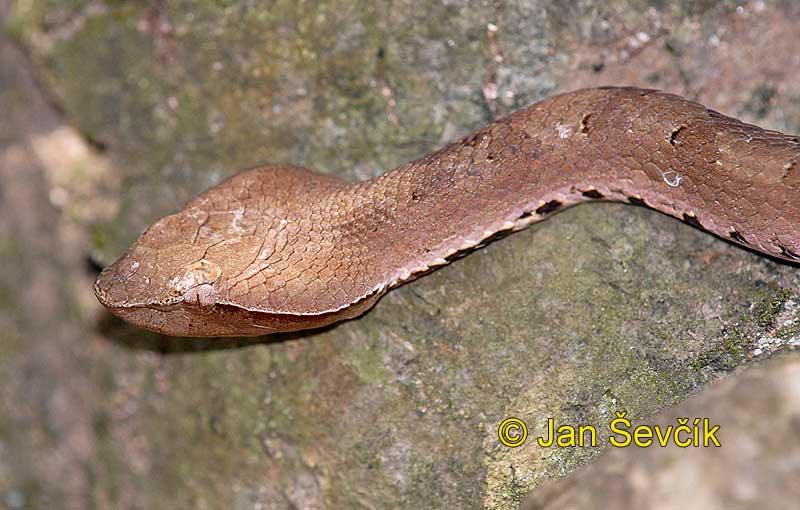 Photo of ostrolebec indický, Hypnale hypnale, Hump-nosed Viper, Indische nassenotter