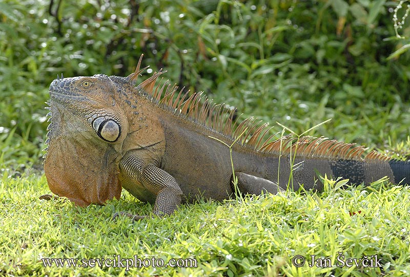 Photo of leguán zelený Iguana iguana Green Iguana