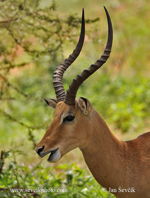 Photo of antilopa Impala Aepyceros melampus Schwarzfersenantilope