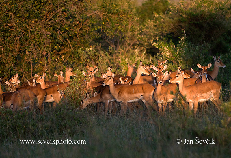 Photo of  antilopa Impala Aepyceros melampus Schwarzfersenantilope