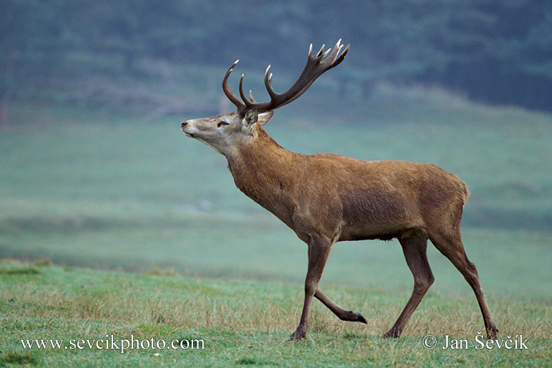 Photo of jelen lesní Cervus elaphus Rothirsch Red Deer