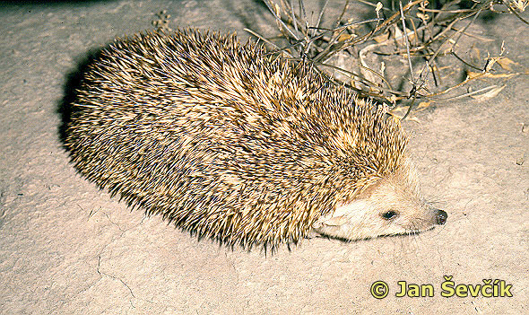 Picture ježek ušatý, Long-eared Hedgehog, Grossohrigel, Hemiechinus auritus.