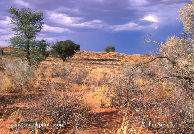 Photo of Kalahari Kgalagadi TP South Africa