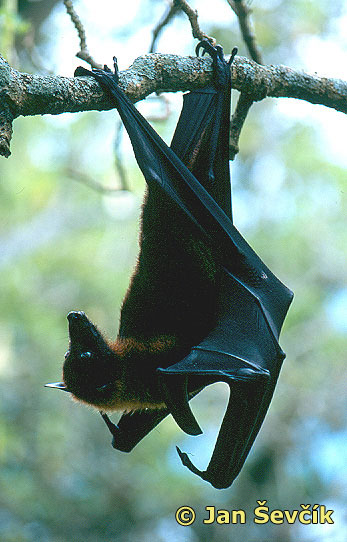 Photo of kaloň malajský, Fruit Bat, Large flying Fox, Pteropus vampyrus.