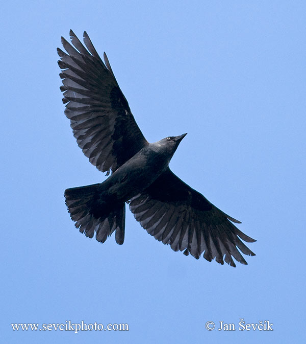 Photo of kavka obecná Corvus monedula Jackdaw Dohle