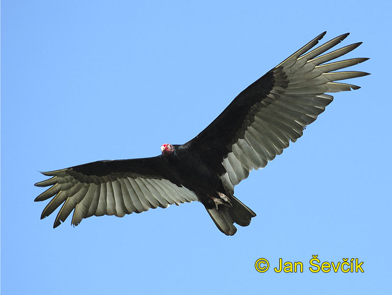 Photo of kondor krocanovitý, Cathartes aura, Turkey Vulture, Aura Gallipavo, Truthahngeier