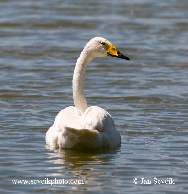 Photo of labuť zpěvná Cygnus cygnus Whooper Swan Singschwan