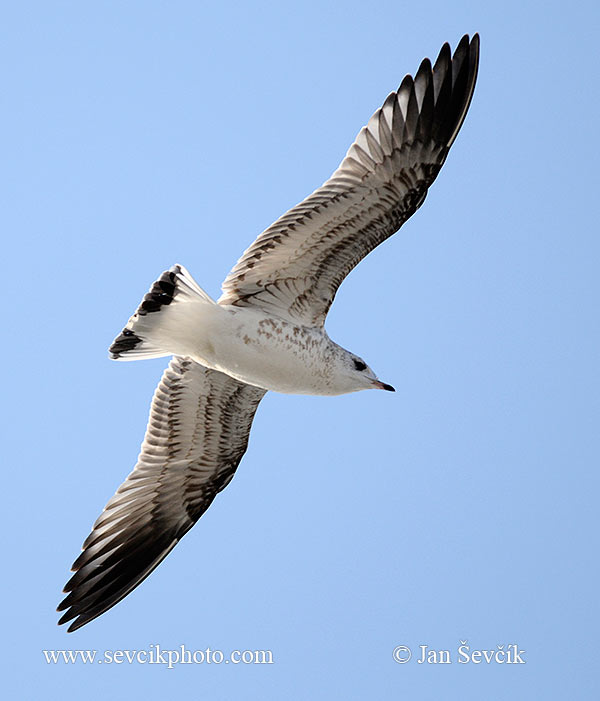 Photo of racek bouřní Larus canus Common Gull Sturmmowe