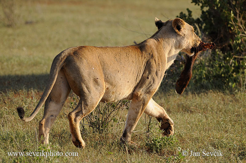 Photo of lev africký Lowe Panthera leo African Lion