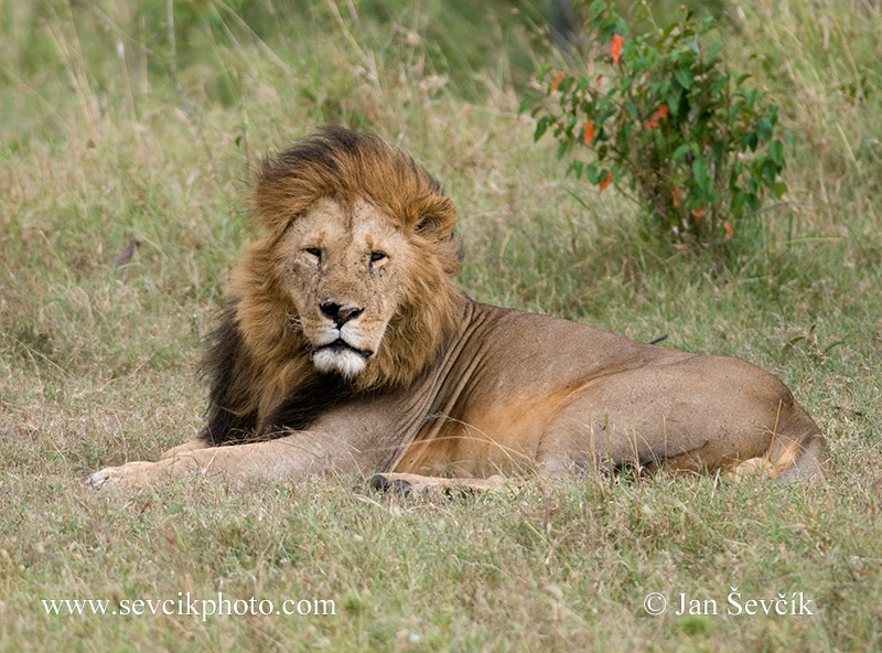 Photo of lev africký Lowe Panthera leo African Lion