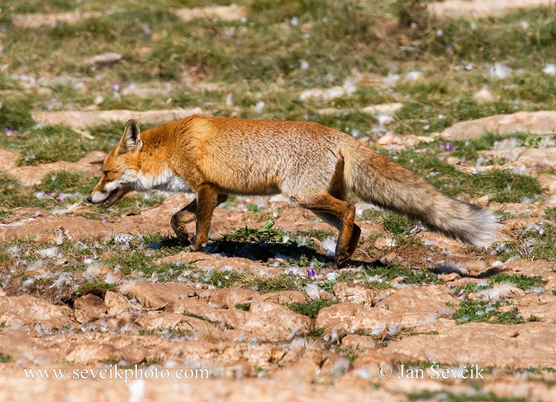 Photo of liška obecná Vulpes vulpes Fox Rotfuchs