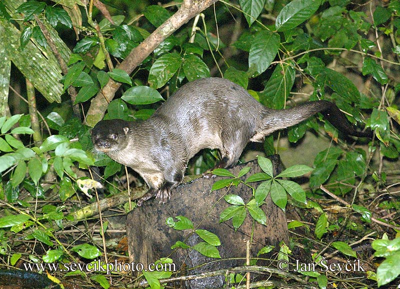 Photo of vydra dlouhoocasá Lutra longicaudis Neotropical Otter Nutria