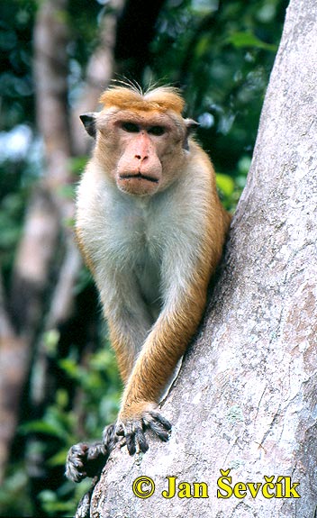 Photo of makak bandar, Macaca sinica, Toque Macaque, Ceylon Hutaffe