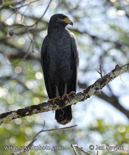 Photo of káně mangrovová Buteogallus subtilis Mangrove Black Hawk