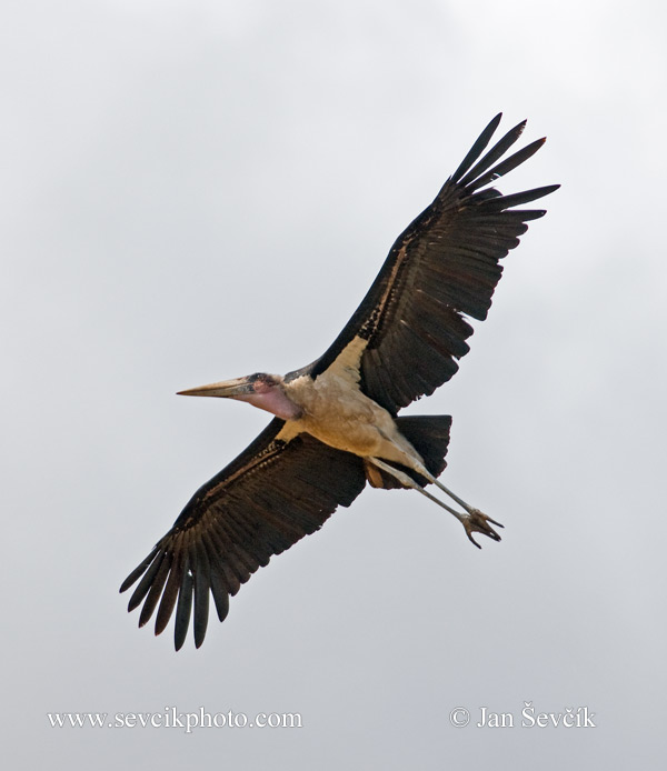 Photo of  čáp marabu Leptoptilos crumeniferus Marabou stork