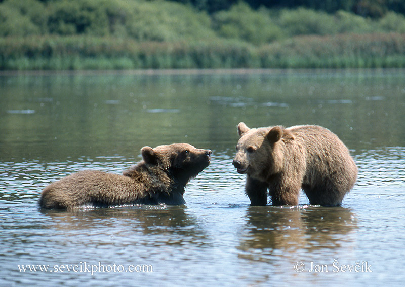 Photo of medvěd hnědý Ursus arctos Braunbär Brown bear
