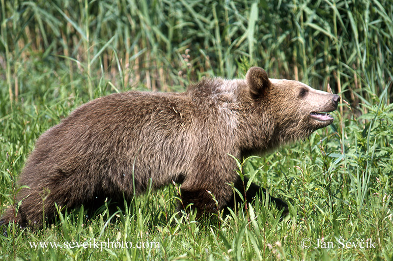 Photo of  medvěd hnědý Ursus arctos Braunbär Brown bear