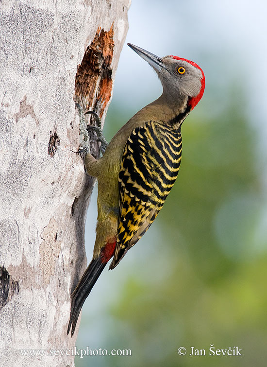 Photo of datel haitský Melanerpes striatus Hispaniolan Woodpecker Carpintero de La Espaňola