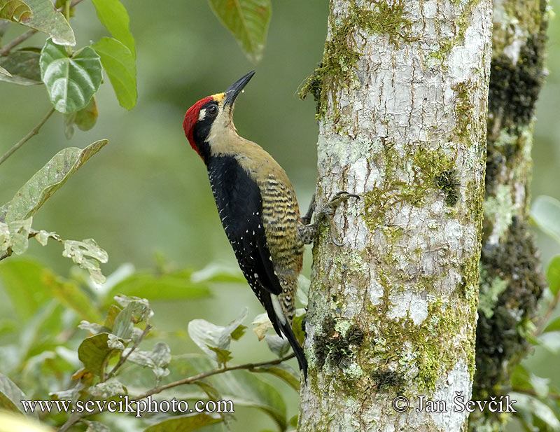 Photo of datel černolící Melanerpes pucherani Black-cheeked Woodpecker