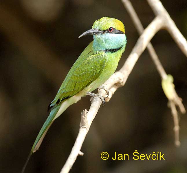 Photo of vlha východní Merops orientalis Green Bee-eater Smaragdspint