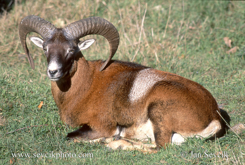 Photo of  muflon Ovis musimon Mouflon Mufflon