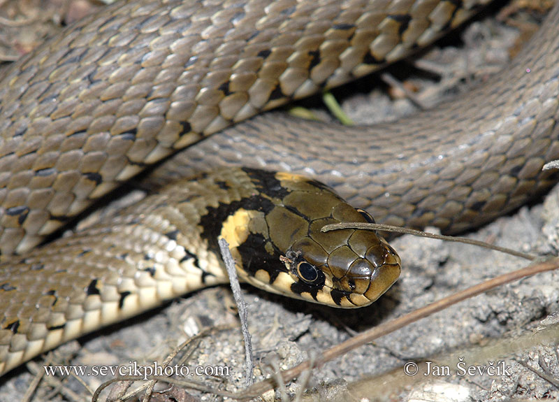 Photo of užovka obojková Natrix natrix Ringelnatter Grass snake