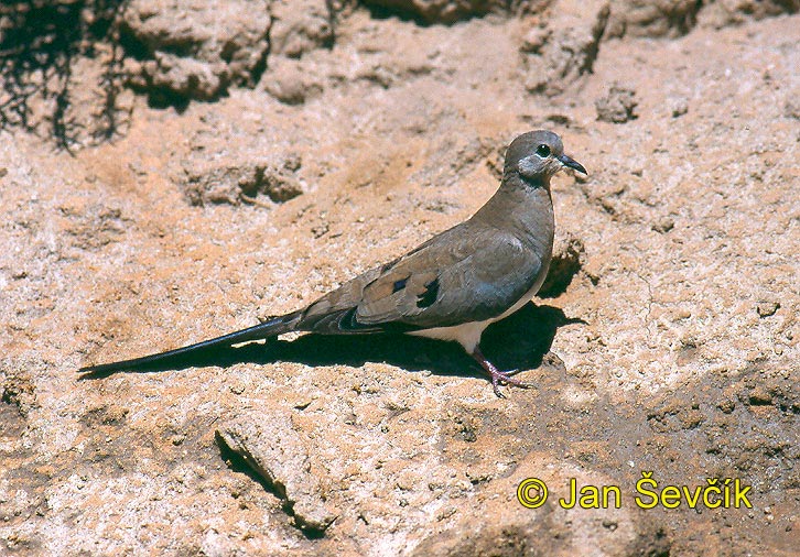 Photo of hrdlička Oena capensis, Namaqua Dove, Kaptaubchen