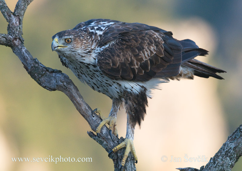 Photo of orel jestřábí Aquila fasciata Bonelii´s Eagle Habichtsadler Áquila azor perdicera