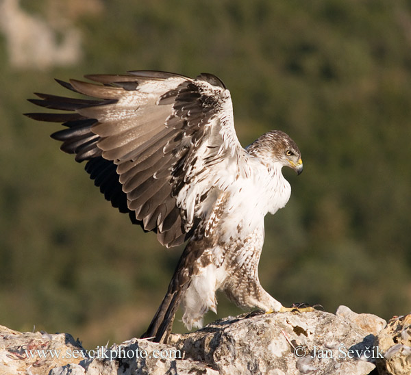 Photo of orel jestřábí Aquila fasciata Bonelii´s Eagle Habichtsadler Áquila azor perdicera