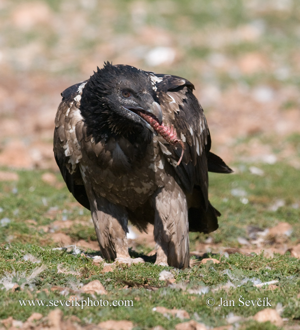 Photo of orlosup bradatý Gypaetus barbatus Bearded Vulture Bartgeier