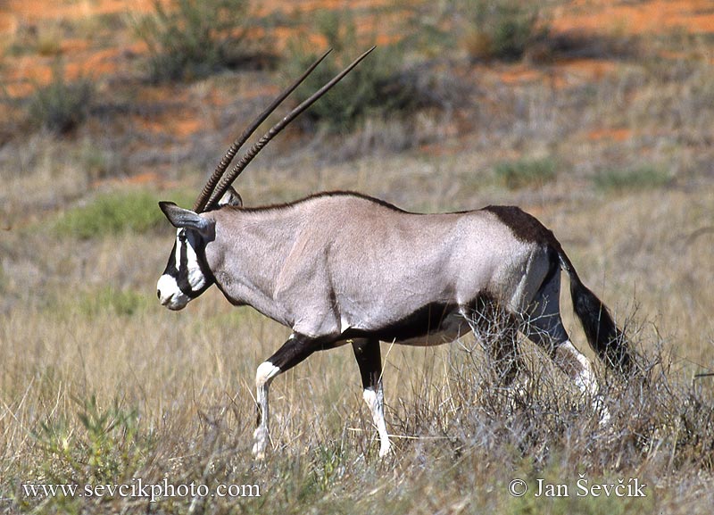 Photo of oryx jihoafrický Gemsbok Spiessbock Oryx gazella