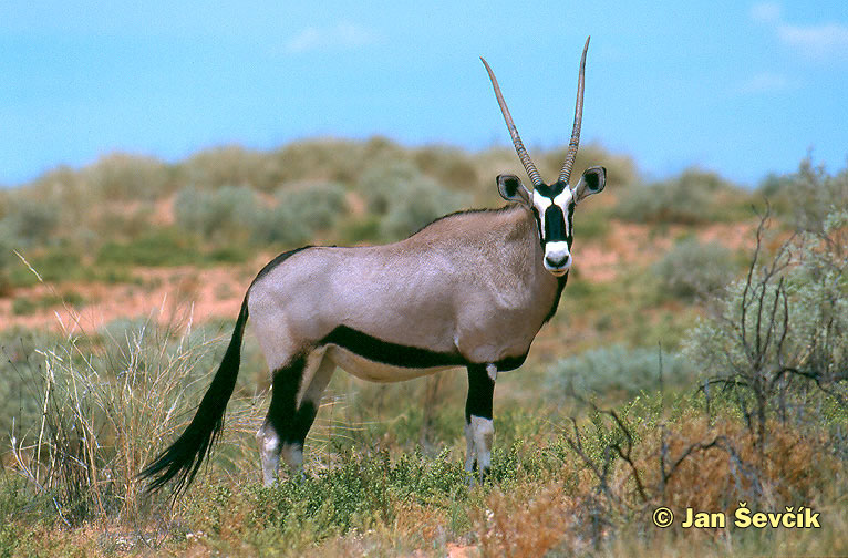 Photo of oryx jihoafrický, Gemsbok, Spiessbock, Oryx gazella.