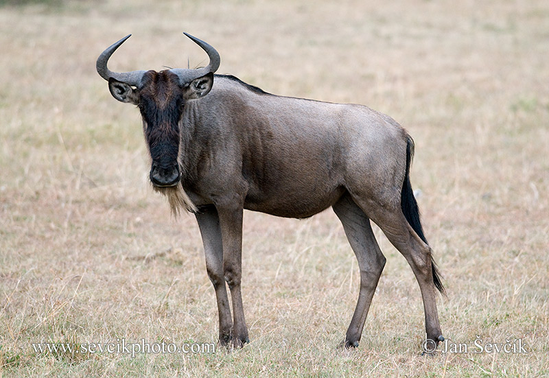 Photo of  pakůň žíhaný Connochaetes taurinus Wildebeest