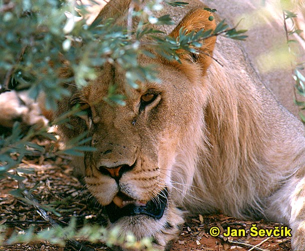 Photo of lev, African Lion, Lowe, Panthera leo
