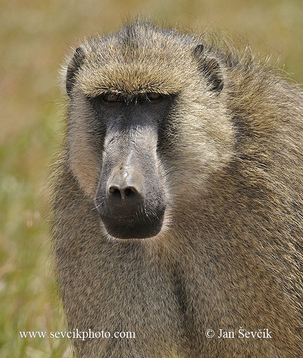 Photo of pavián babuin Papio cynocephalus Yellow Baboon Steppenpavian