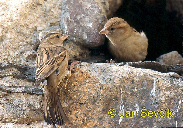 Photo of vrabec domácí, Passer domesticus, House Sparrow, Haussperling
