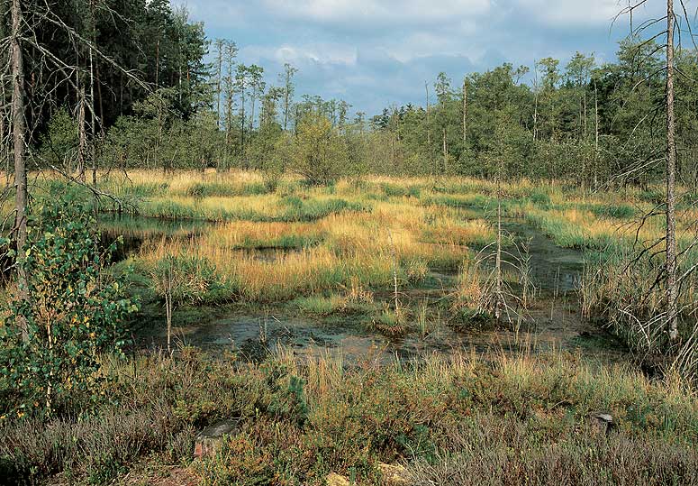 Photo of rašeliniště Pele peat bog  Nature reserve Třeboňsko